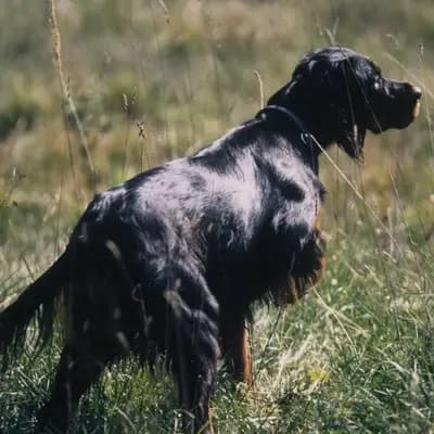 Galerie-Bild von Black Devil´s in Bayern, mit Eindrücken unserer Gordon Setter-Zucht.
