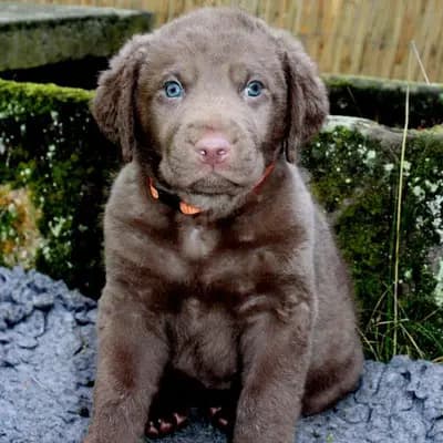 Foto von Rüde "orange", einem Chesapeake Bay Retriever-Welpe in Hessen.