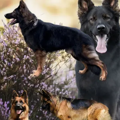 Wurfwiederholung Sommer 2026 – Altdeutscher Schäferhund Welpe, Baden-Württemberg, Grootgebracht door Altdeutsche Schäferhunde vom Hofe Sankt-Katharina 