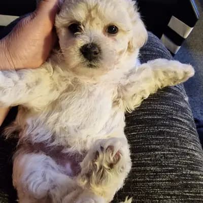 Galerie-Bild von Bichon Frisé vom Teilungssee  in Brandenburg, mit Eindrücken unserer Bichon A poil frise-Zucht.