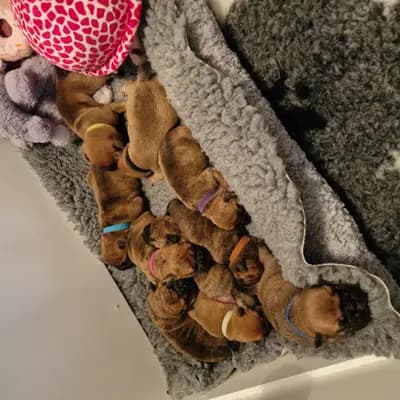 Bild aus Bachgau_B_Bulls LIEBHABER Zucht in Bayern, wo unsere Continental Bulldog (Nationale Rasse)-Hunde in einer liebevollen Umgebung aufwachsen.