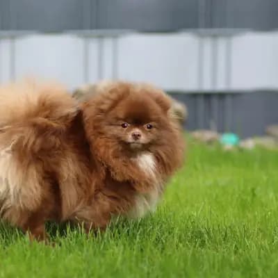 Bild aus Vom Hotzenwald  in Baden-Württemberg, wo unsere Zwergspitz-Hunde in einer liebevollen Umgebung aufwachsen.