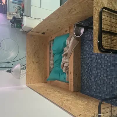 Bild aus Bulldoggen von der Rudolfshöhe  in Brandenburg, wo unsere Old English Bulldog-Hunde in einer liebevollen Umgebung aufwachsen.