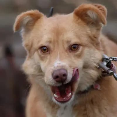 Tally – Shetland Sheepdog, Hessen, Im Tierheim Das kleine Tierheim angeschlossen an Pferd und Hund e.V.