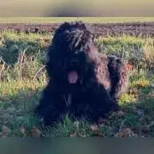 vom Roebbachtal cover