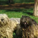 Bergamasker Hirtenhund