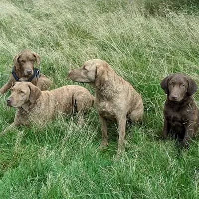 Galerie-Bild von Witchess - Chesapeake Bay Retriever Zucht in Hessen, mit Eindrücken unserer Chesapeake Bay Retriever-Zucht.