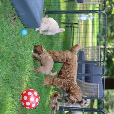 Bild aus Heart & Soul Doodles Australian Labradoodles in Nordrhein-Westfalen, wo unsere Australian Labradoodle-Hunde in einer liebevollen Umgebung aufwachsen.
