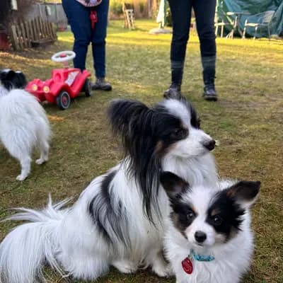 Galerie-Bild von Papillons von der Flussaue  in Niedersachsen, mit Eindrücken unserer Kontinentaler Zwergspaniel (Papillon)-Zucht.