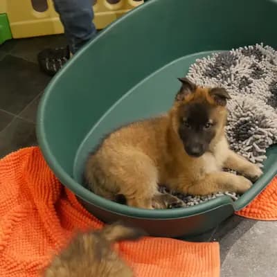 Galerie-Bild von Tervueren vom Reesberg in Nordrhein-Westfalen, mit Eindrücken unserer Belgische Schäferhunde-Zucht.