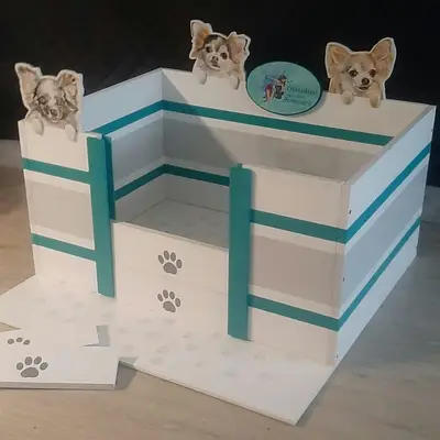 Bild aus Chihauhau Zucht von den Feenkindern in Hessen, wo unsere Chihuahua-Hunde in einer liebevollen Umgebung aufwachsen.