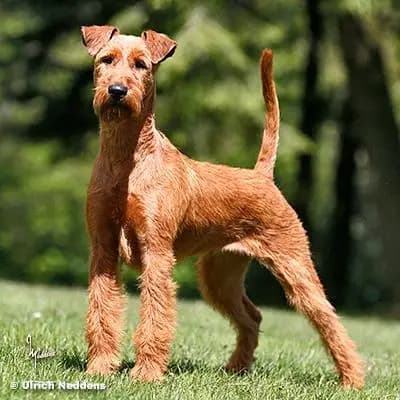 Galerie-Bild von Cú Chulainn's Irish Terrier in , mit Eindrücken unserer Irish Terrier-Zucht.