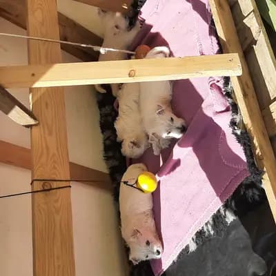Bild aus Westie vom Elmbach in Sachsen, wo unsere West Highland White Terrier-Hunde in einer liebevollen Umgebung aufwachsen.