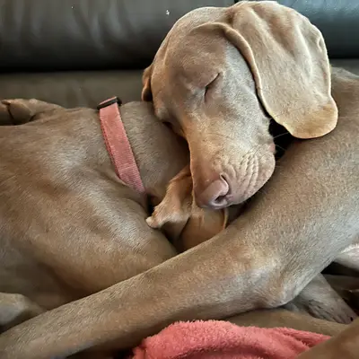 Galerie-Bild von Nobis Krug  in Nordrhein-Westfalen, mit Eindrücken unserer Weimaraner-Zucht.