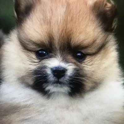 Galerie-Bild von Kleinspitze v. d  Schüpfer Zwergen und Langhaar Schäferhunde von den Schüpfer Hexen in Baden-Württemberg, mit Eindrücken unserer Kleinspitz-Zucht.