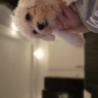 Galerie-Bild von Bichon Frisé vom Teilungssee  in Brandenburg, mit Eindrücken unserer Bichon A poil frise-Zucht.