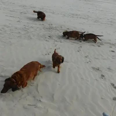 Galerie-Bild von Dackel vom Kronprinzenkoog in Schleswig-Holstein, mit Eindrücken unserer Dackel-Zucht.