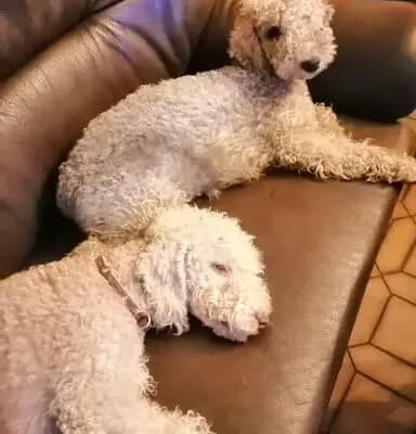 Bild aus The Bushwalker  in Niedersachsen, wo unsere Chinese Crested Dog-Hunde in einer liebevollen Umgebung aufwachsen.