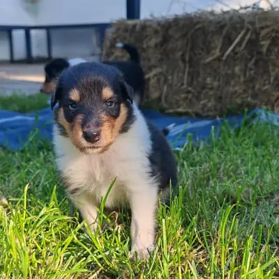 Bub 3 - Collie (Langhaar) Welpe in Hamburg