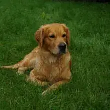 of Golden Fields and Forests cover