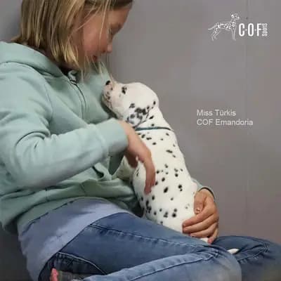 Bild aus COF Spots Dalmatiner in Niedersachsen, wo unsere Dalmatiner-Hunde in einer liebevollen Umgebung aufwachsen.