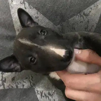 von den Bananabulls cover