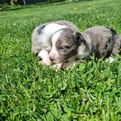 Welpe – Australian Shepherd Welpe, Rheinland-Pfalz, Aufgezogen von Von den golden aussies