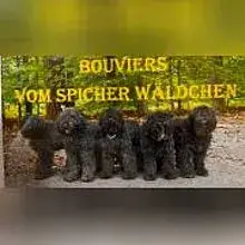 vom Spicher Wäldchen cover