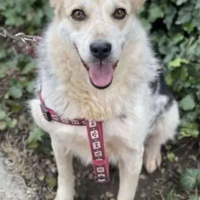 MAYA