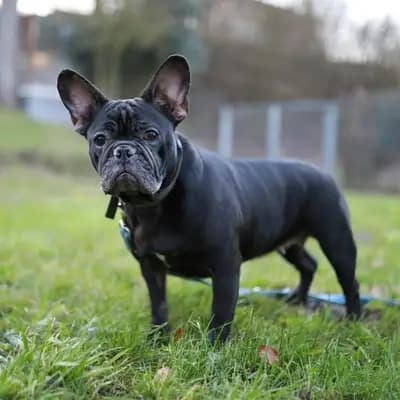 Roxy