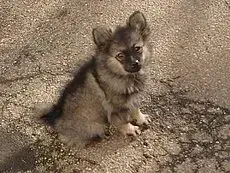 von Chandrapura cover