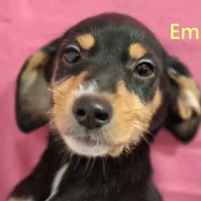 Emmi2