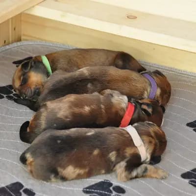 Bild aus Wäller von der Löwenstadt in Baden-Württemberg, wo unsere Wäller-Hunde in einer liebevollen Umgebung aufwachsen.