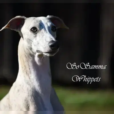 SoSamma cover