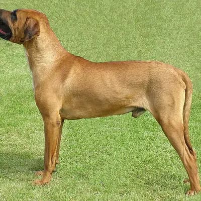 Tosa breed
