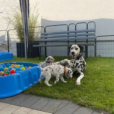 Bild aus Dalmatiner vom Hause KatMarku in Brandenburg, wo unsere Dalmatiner-Hunde in einer liebevollen Umgebung aufwachsen.