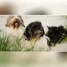 von Robinsonada cover