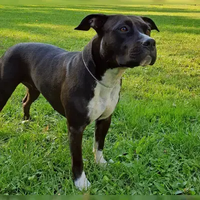 Trusty Rascals cover