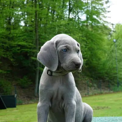 Galerie-Bild von Weimaraner von den Salzwiesen in Mecklenburg-Vorpommern, mit Eindrücken unserer Weimaraner-Zucht.