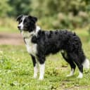 Photo of Bordoodle