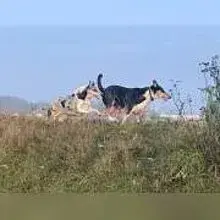 Von der Großen Aue cover