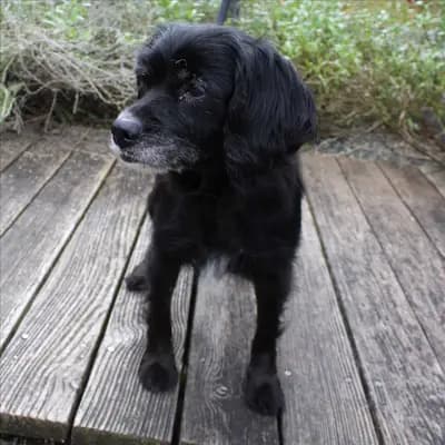 Foto von Sofie, einem geretteten Maremmen-Abruzzen-Schäferhund in Bayern.
