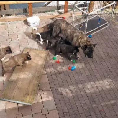 Bild aus Old Lime's Kennel  in Thüringen, wo unsere Manchester Terrier-Hunde in einer liebevollen Umgebung aufwachsen.