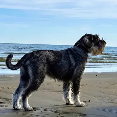 Hundezucht von den Kalkseehexen
