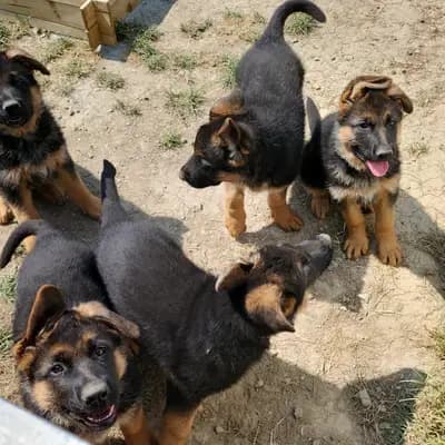 Bild aus Von der guten Freundschaft in Bern, wo unsere Deutscher Schäferhund-Hunde in einer liebevollen Umgebung aufwachsen.