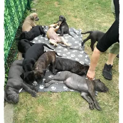 Bild aus Romaner Antikdoggenzucht "vom römischen Reich" in Nordrhein-Westfalen, wo unsere Cane Corso Italiano-Hunde in einer liebevollen Umgebung aufwachsen.