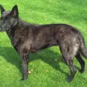 Holländischer Schäferhund (Kurzhaar)