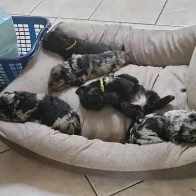 Galerie-Bild von Belleza di Confluentes, Bergamasker Zucht am Mittelrhein  in Rheinland-Pfalz, mit Eindrücken unserer Bergamasker Hirtenhund-Zucht.