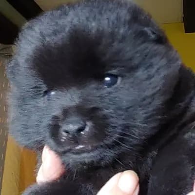 Foto von Kiera, einem Schipperke-Welpe in Schleswig-Holstein.