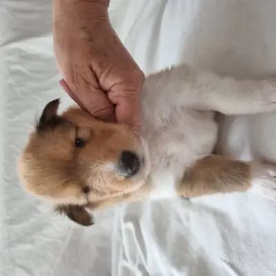 Jimmy - Collie (Langhaar) Welpe in Baden-Württemberg